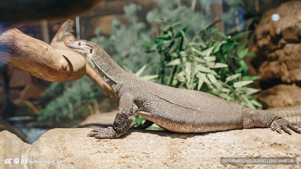 人与蜥蜴亲密互动场景