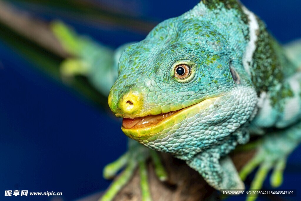 绿鬣蜥特写