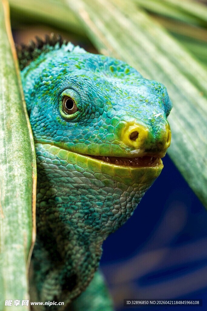 绿叶间的绿鬣蜥