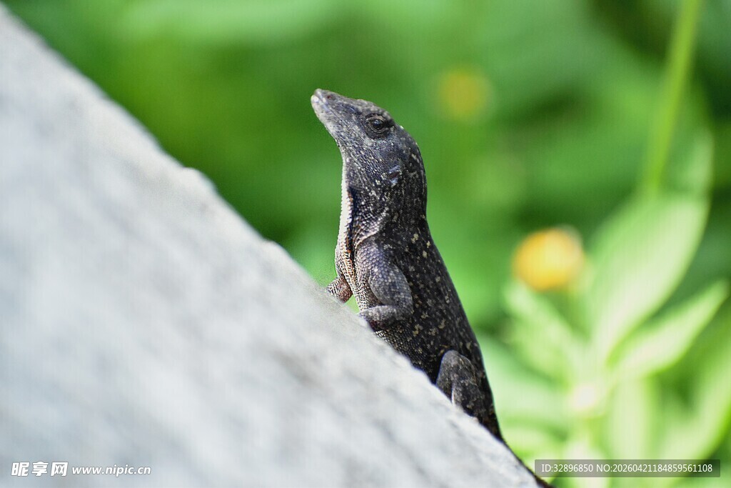 石边探头的黑色蜥蜴