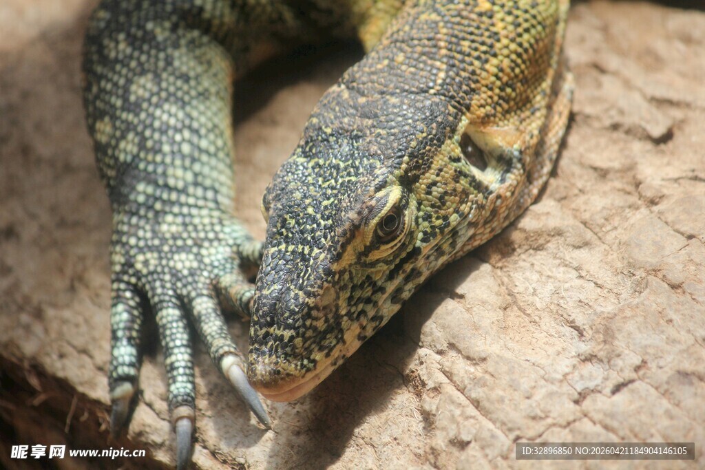 巨蜥特写