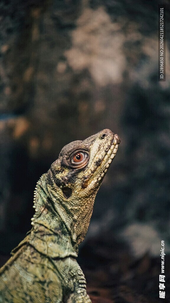 抬头的蜥蜴