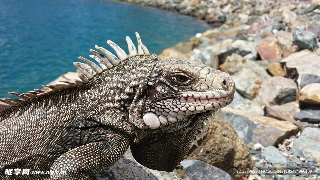 岸边的鬣蜥