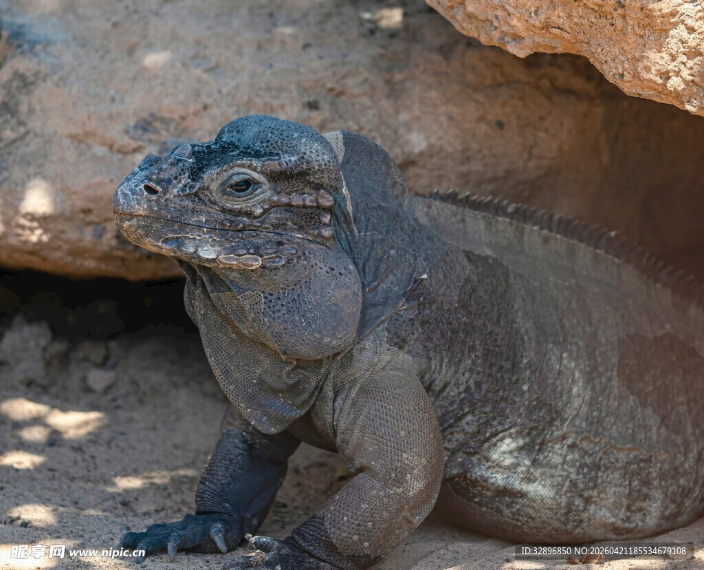 岩石上的鬣蜥