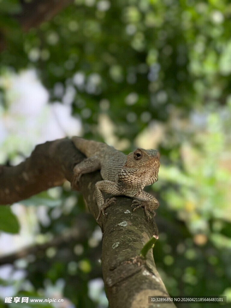 树枝上的蜥蜴