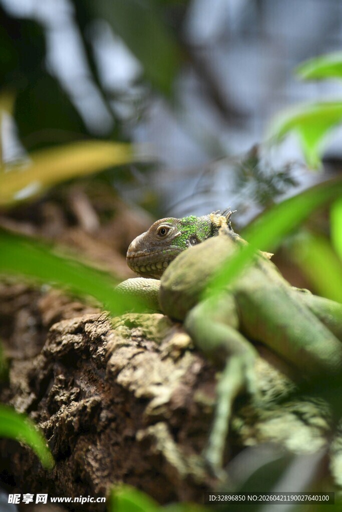 树枝上的绿色蜥蜴