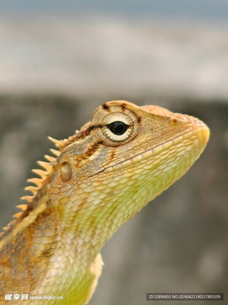 特写灵动的蜥蜴头部