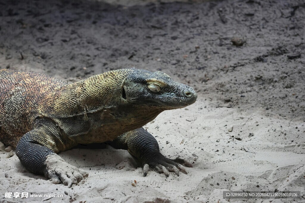科莫多巨蜥特写