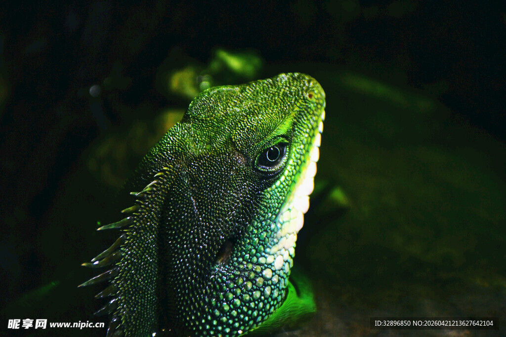 翠绿蜥蜴特写