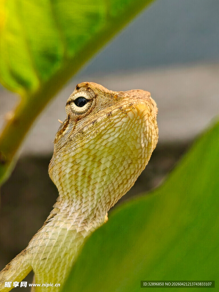 绿叶间的蜥蜴特写