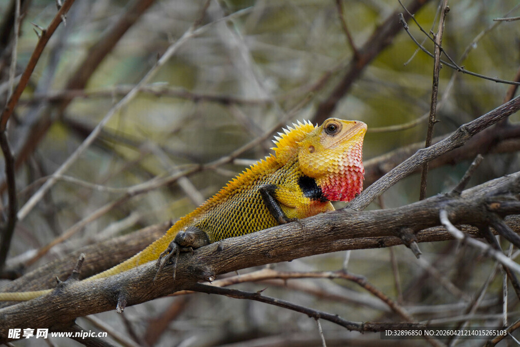 树枝上的彩色蜥蜴