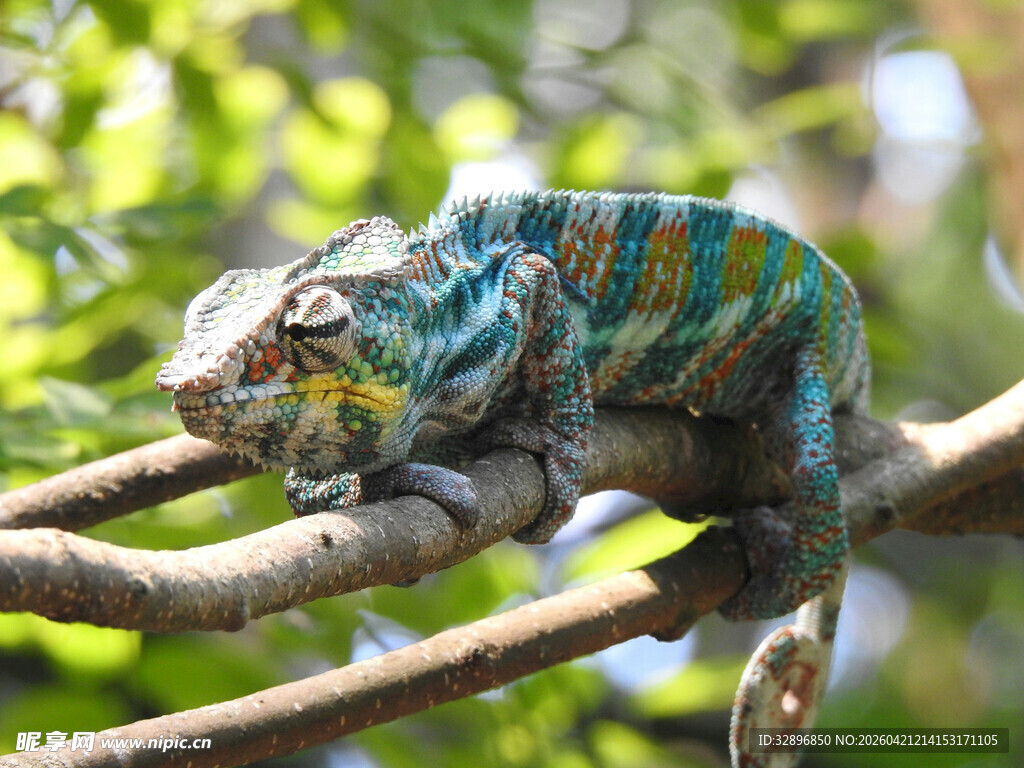 树枝上的多彩变色龙