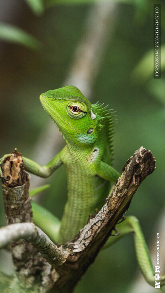 树枝上的翠绿蜥蜴