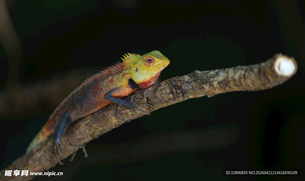 树枝上的多彩蜥蜴