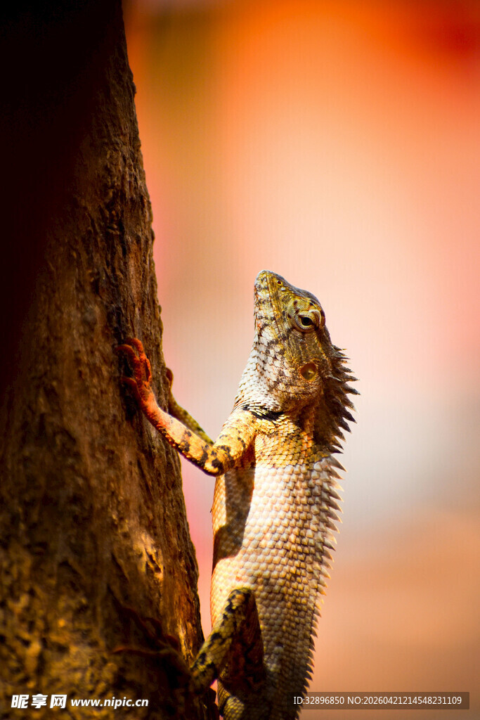 蜥蜴攀爬树干