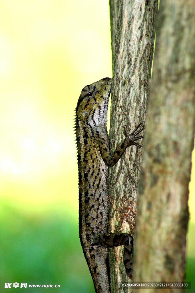 树干上的蜥蜴
