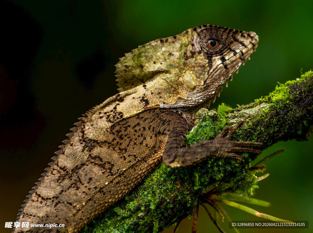 栖息于绿植上的奇特蜥蜴