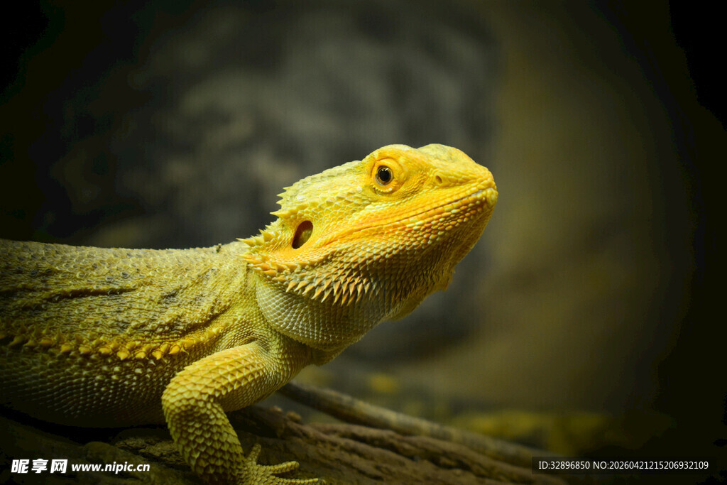 黄色蜥蜴特写