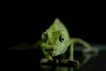绿色变色龙特写