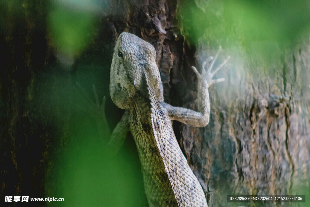 树干上的壁虎