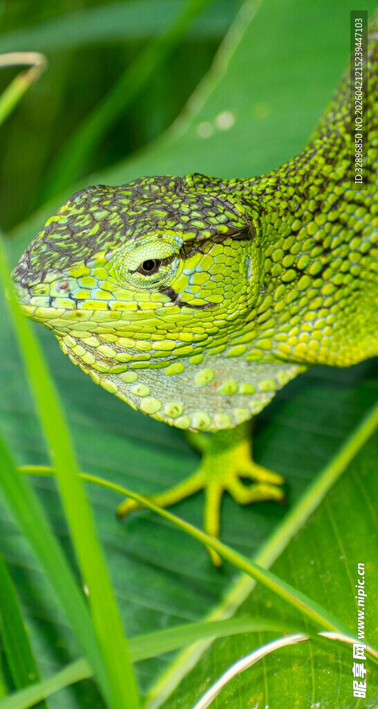 翠绿蜥蜴栖息于绿叶间