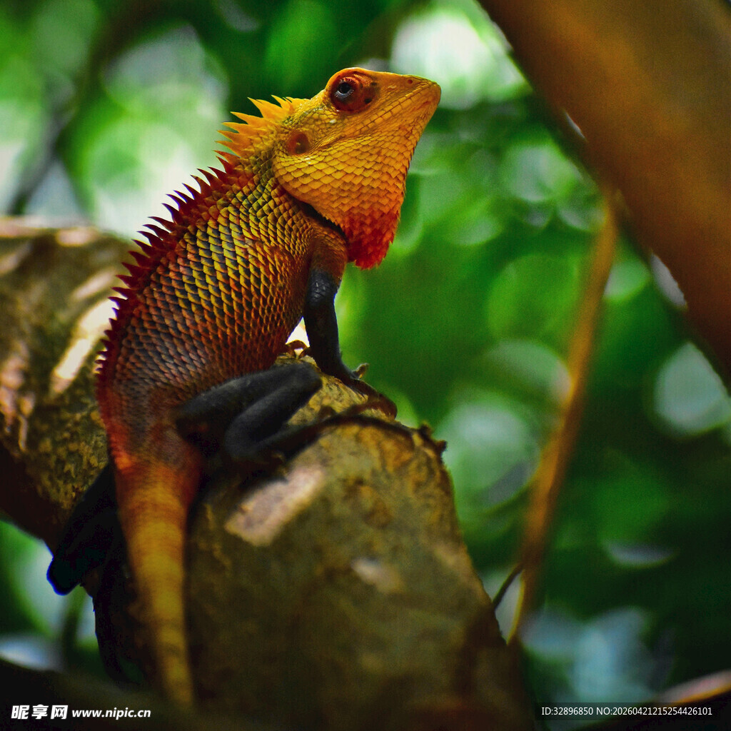 树枝上的多彩蜥蜴