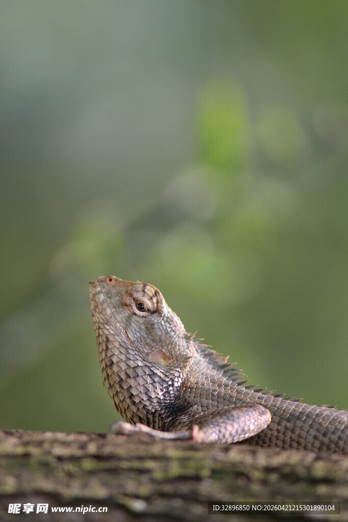 树枝上的变色蜥蜴