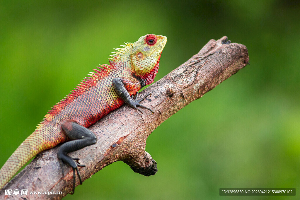 树枝上的多彩蜥蜴