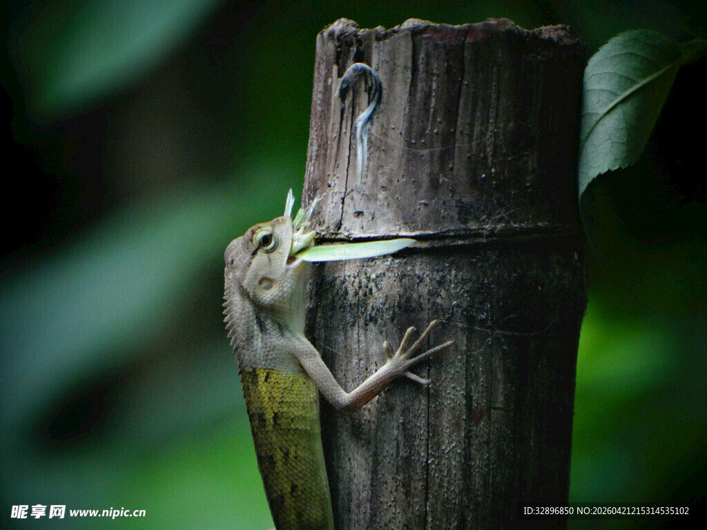 树干上的绿色壁虎