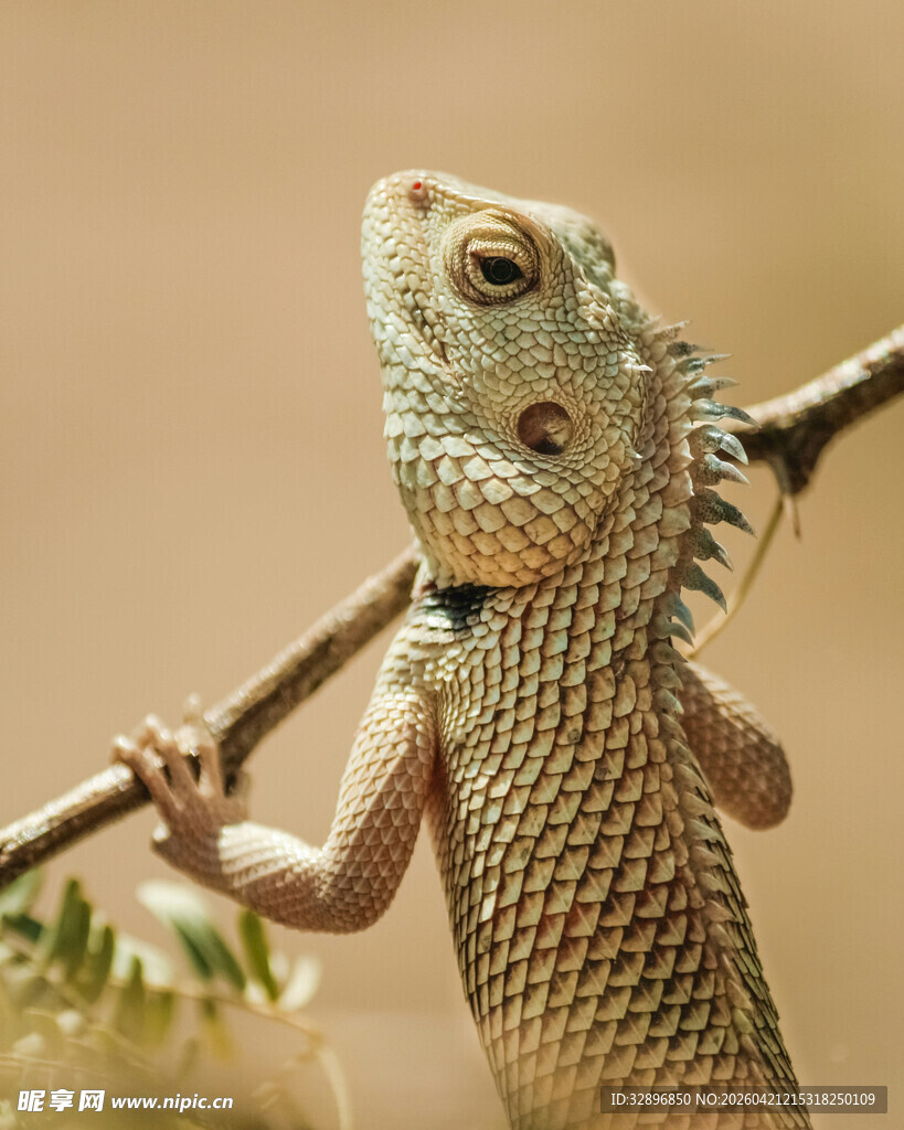 蜥蜴攀于树枝上