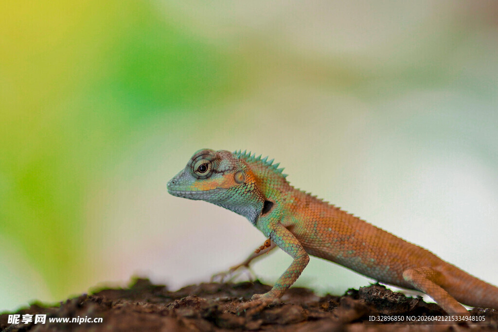 多彩蜥蜴栖于树干