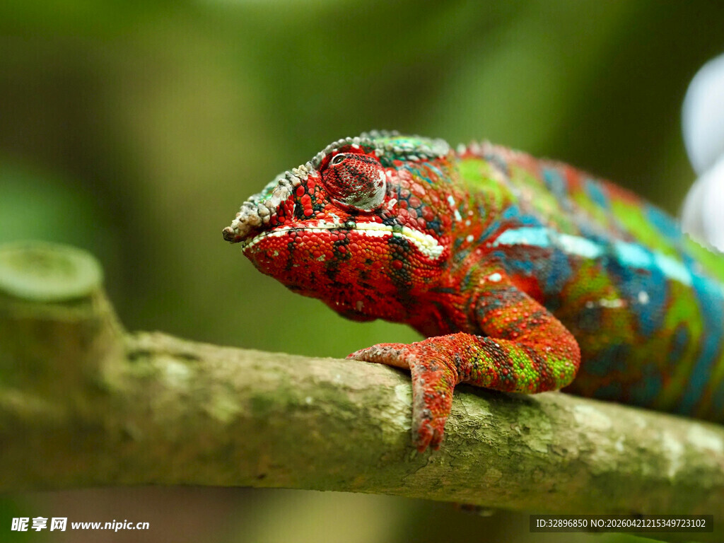 多彩变色龙栖息枝头