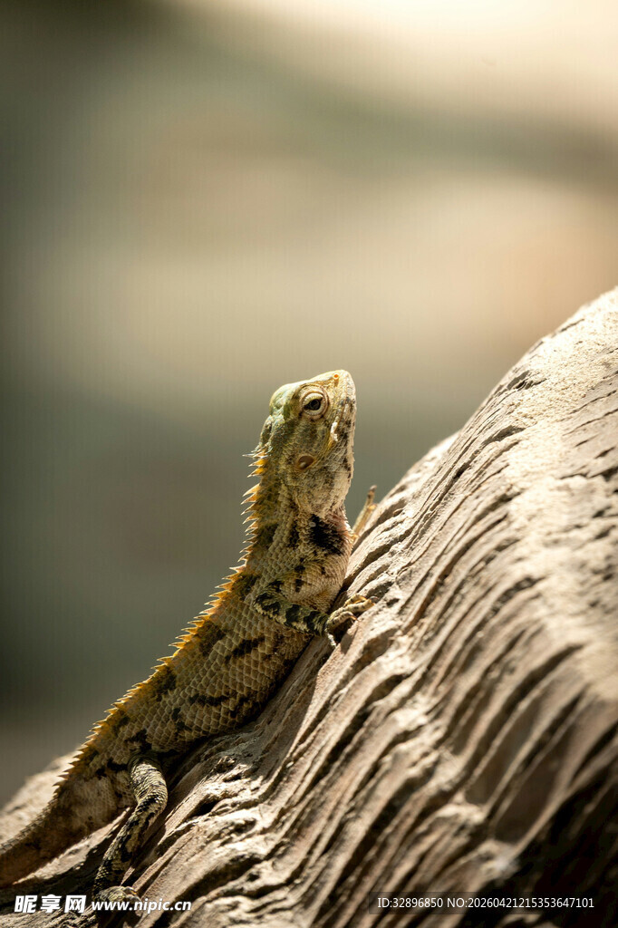 栖息于木上的蜥蜴
