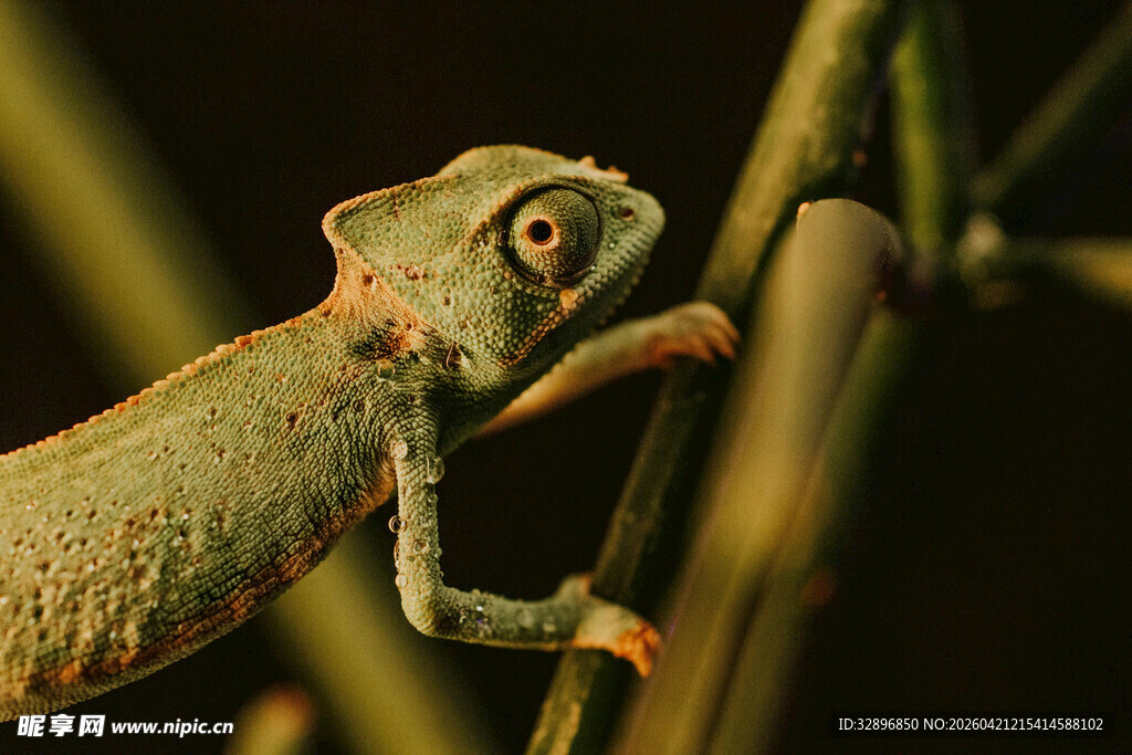 树枝上的变色龙