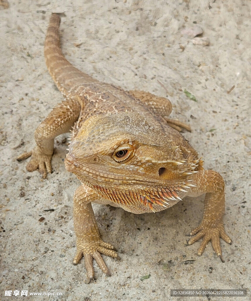 沙漠中的鬃狮蜥
