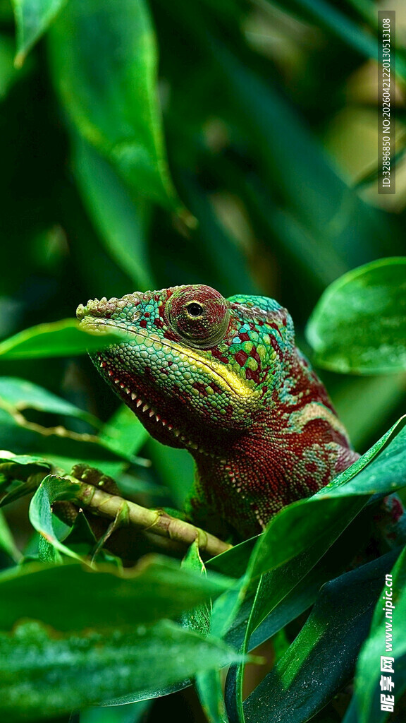 绿叶间的变色龙