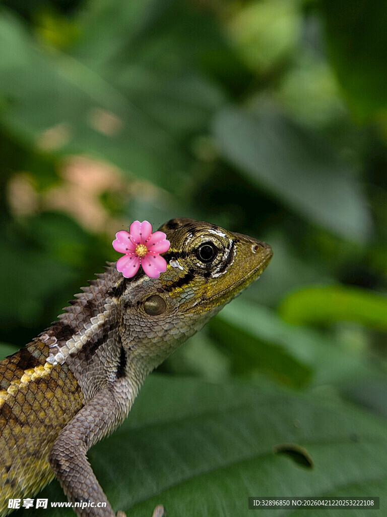 蜥蜴头顶小花姿态可爱