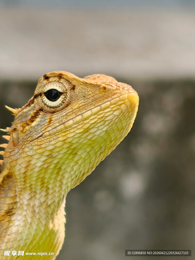 绿鬃蜥蜴特写