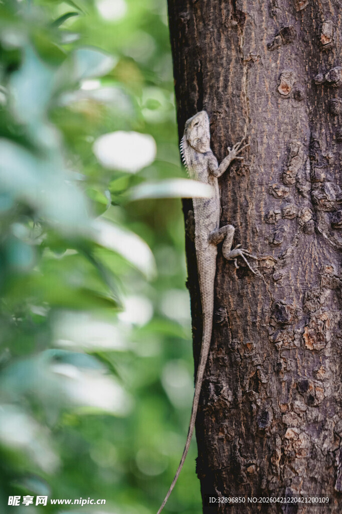 树干上的蜥蜴