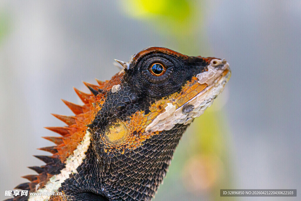 色彩斑斓的蜥蜴特写