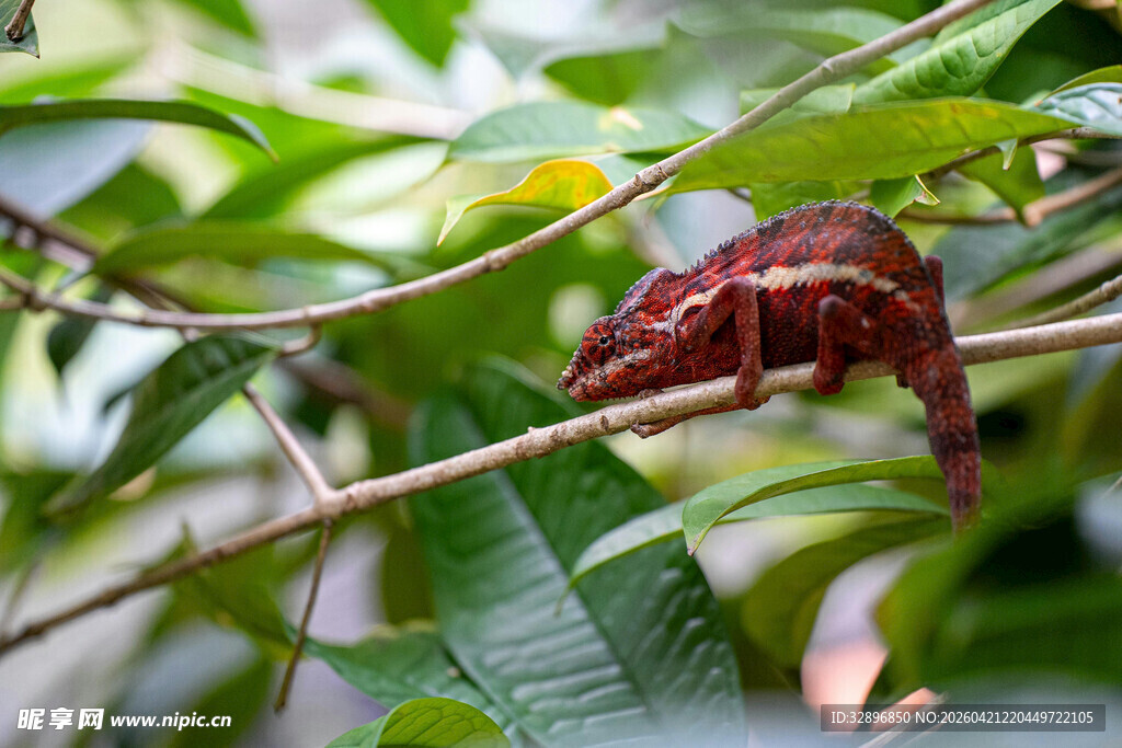 树枝上的红色变色龙