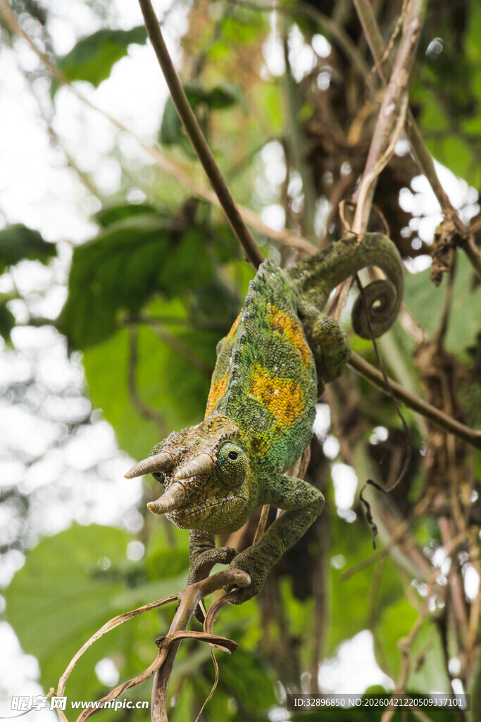 绿叶间的多彩变色龙
