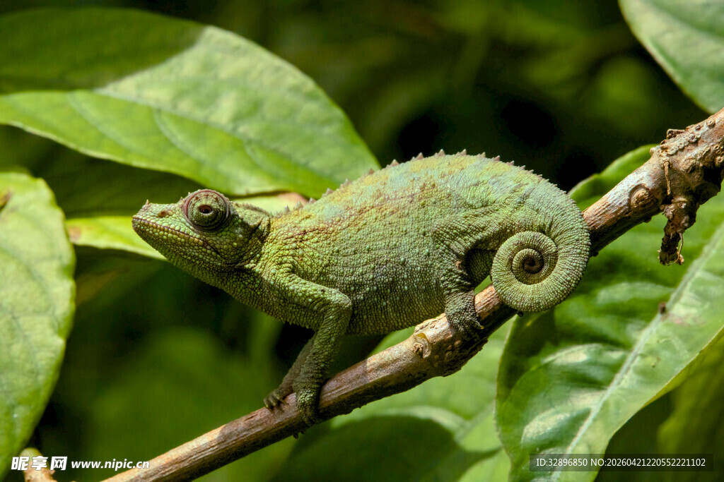树枝上的绿色变色龙