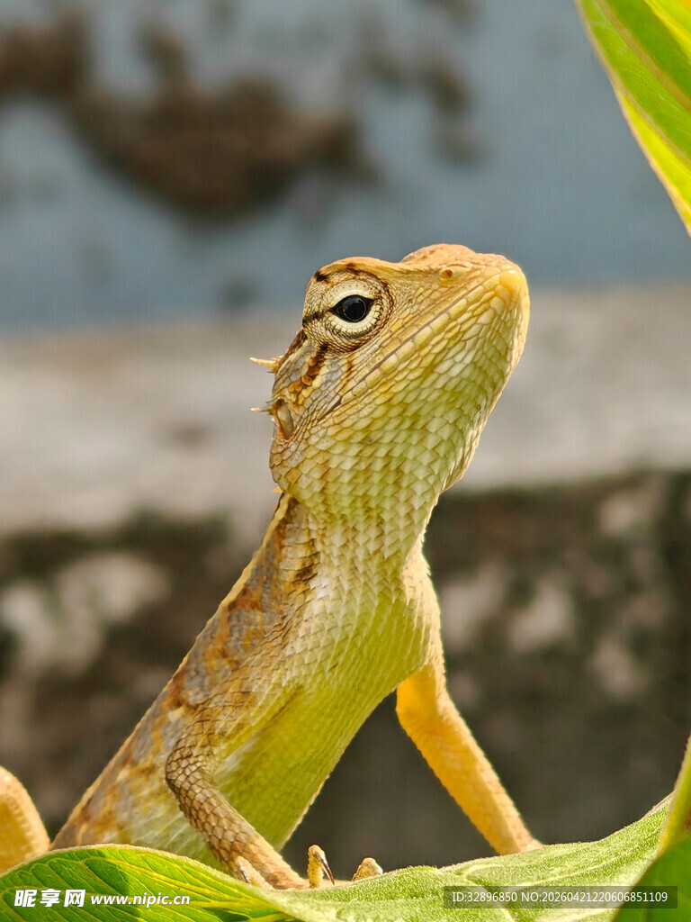栖息于绿叶上的小蜥蜴