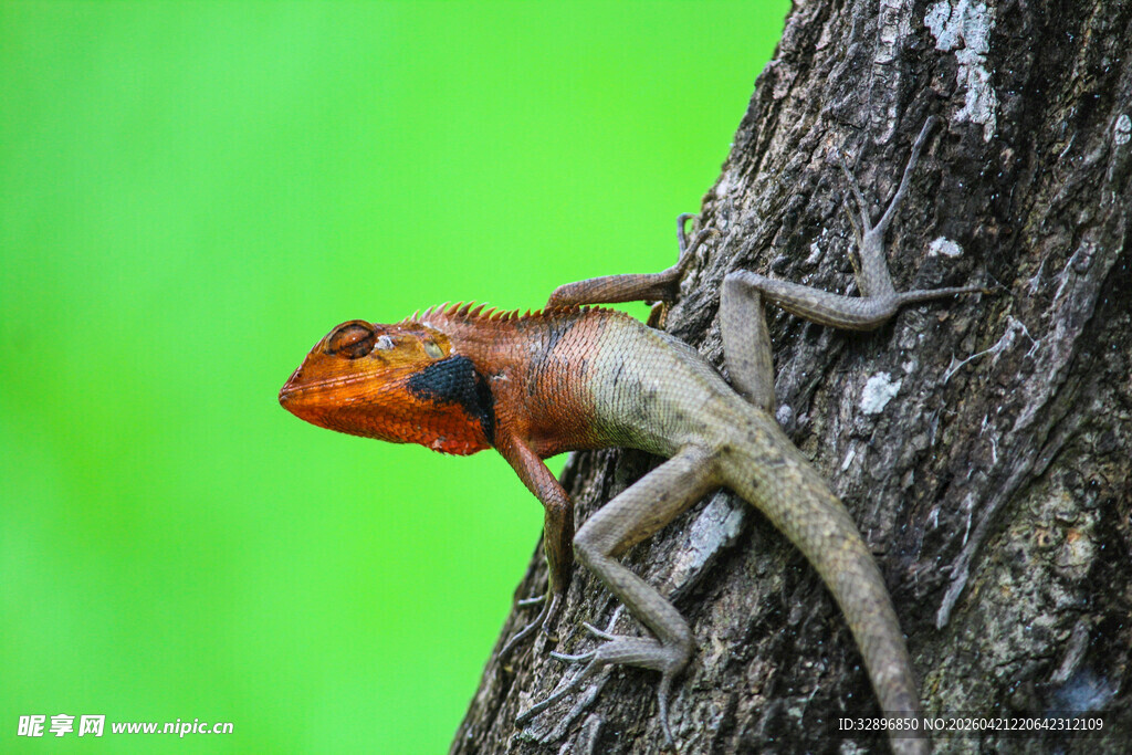 树干上的彩色蜥蜴