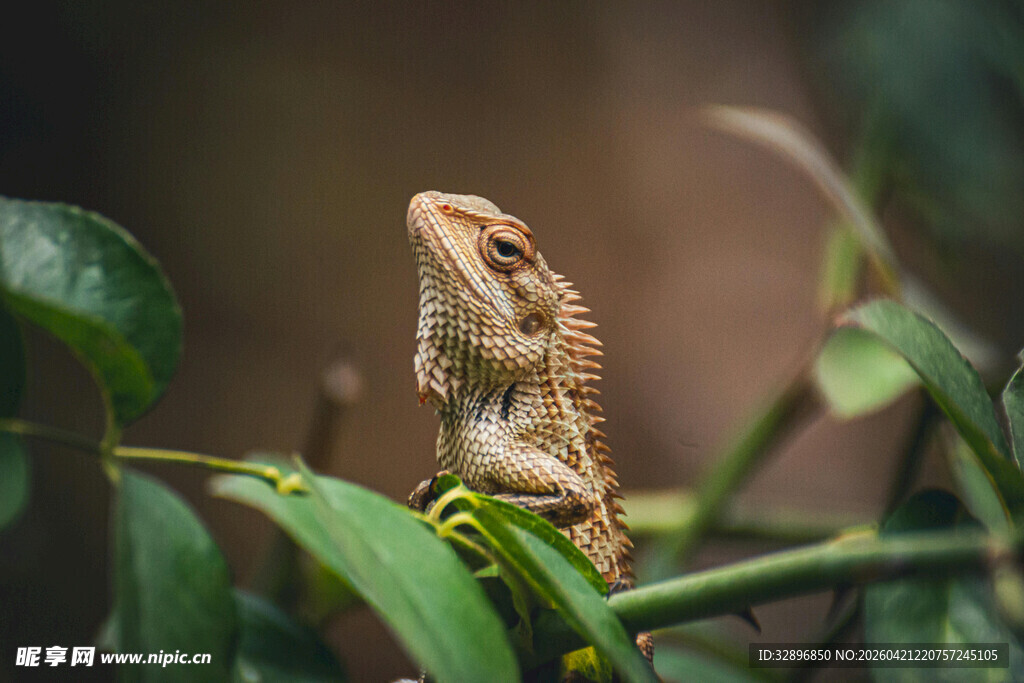 树枝上的小蜥蜴