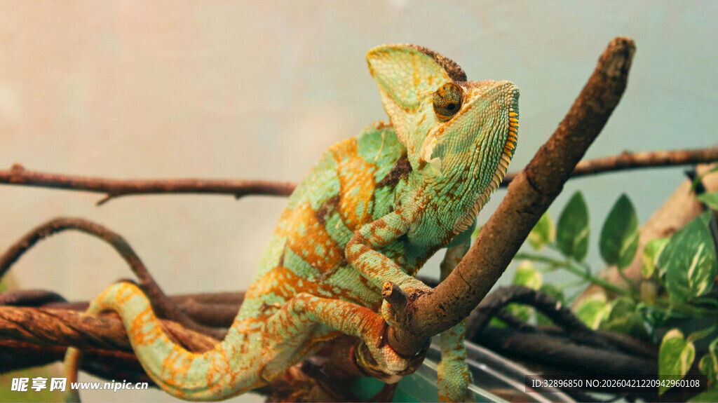 栖息于枝头的多彩变色龙