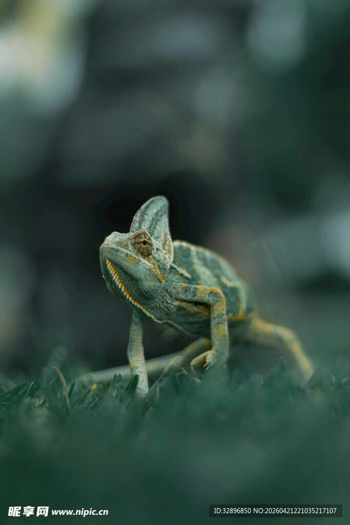 草地上的多彩变色龙
