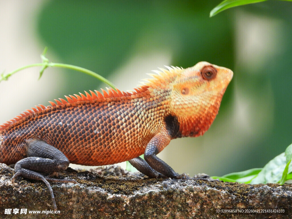橙红色蜥蜴栖息于树枝间