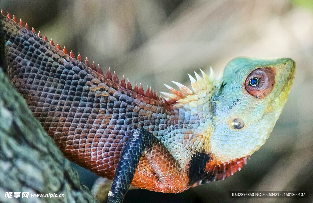 多彩蜥蜴栖息于树枝上
